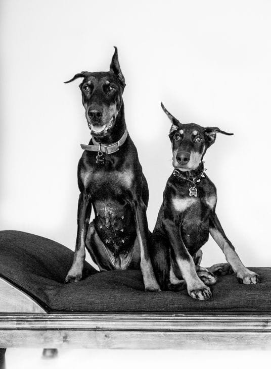 Black and white photo of Willow, the namesake of Willow’s Wish Doberman Rescue, sitting beside Dante, a registered male Doberman from an ethical breeder. Together, they represent the heart and vision behind the rescue.