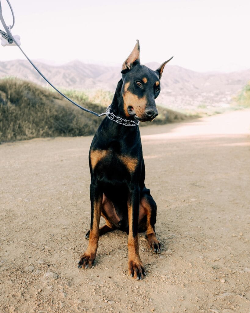 Doberman leash manners A stock image of a doberman sitting outside on leash