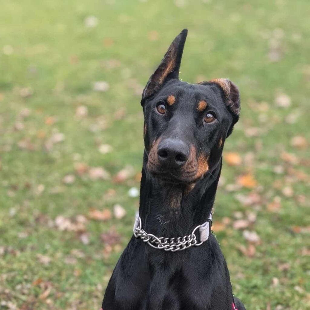 A doberman in rescue named Rainer