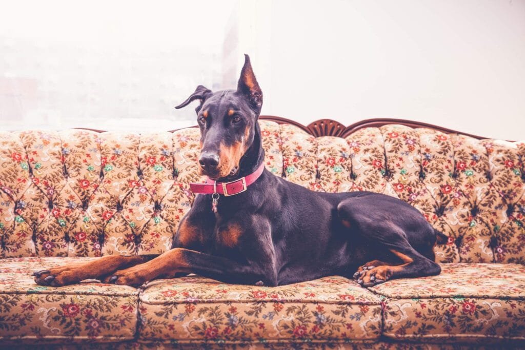 Willow the doberman laying down on a victorian style couch looking intently at something out of frame