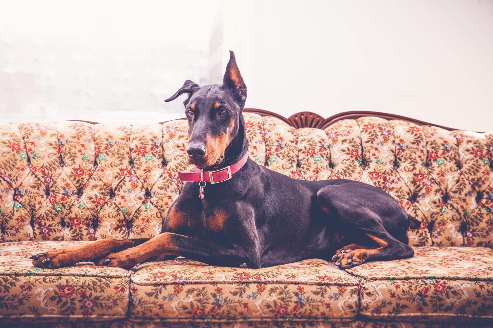 Willow the doberman laying down on a victorian style couch looking intently at something out of frame