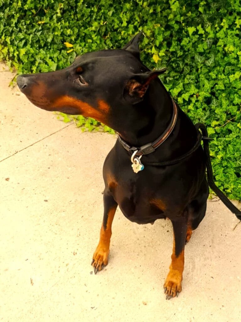 A doberman in rescue named Roxanne
