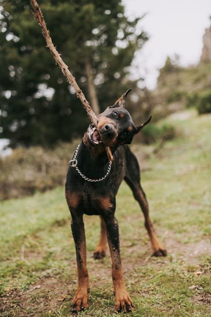 pexels-photo-5938159-5938159-1 Doberman dog energetically playing with a stick in a natural outdoor setting.