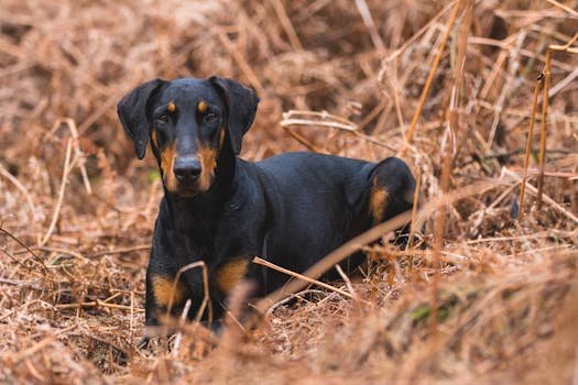 pexels-photo-975413-975413 A Doberman dog sitting in brown autumn foliage, showcasing its sleek black coat.